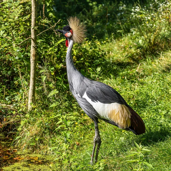 Black Crowned Crane Balearica Pavonina Pták Jeřábové Rodiny Gruidae — Stock fotografie