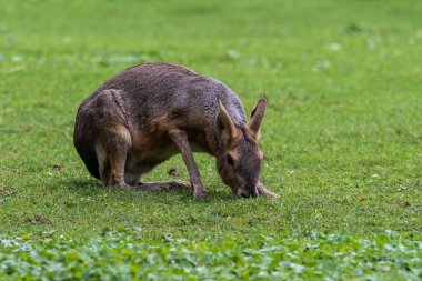 Patagonya Mara 'sı, Dolikotis patagonum. Gine domuzlarının bu büyük akrabaları Arjantin 'in Patagonya bozkırlarında yaygındır ama Paraguay gibi Güney Amerika' nın diğer bölgelerinde de yaşarlar..