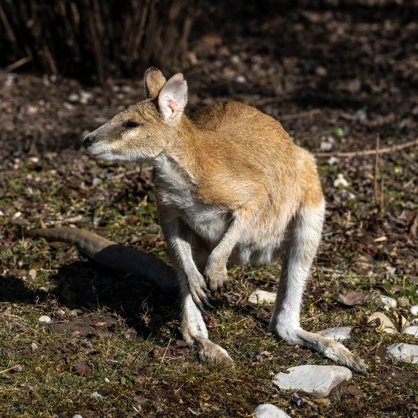 Macropus Agilis También Conocido Como Wallaby Arenoso Una Especie Wallaby — Foto de Stock