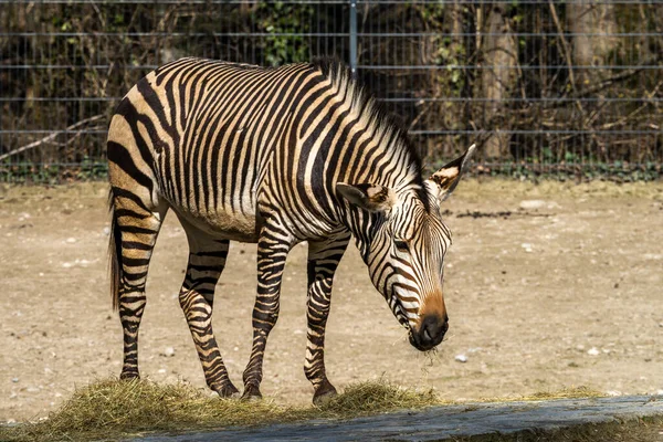 Zebra Montanhosa Hartmann Equus Zebra Hartmannae Uma Subespécie Zebra Montanhosa — Fotografia de Stock