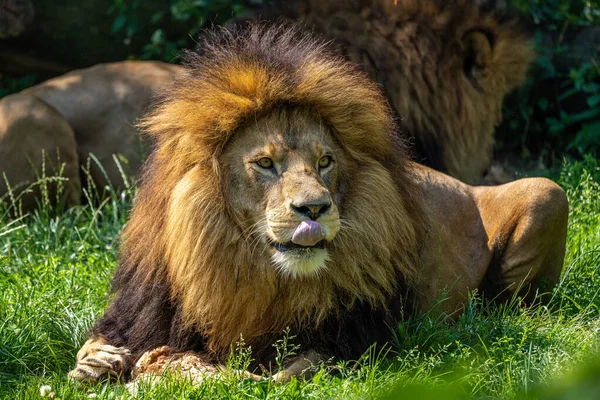Aslan, Panthera leo, Panthera cinsindeki dört büyük kediden biridir ve Felidae familyasının bir üyesidir..