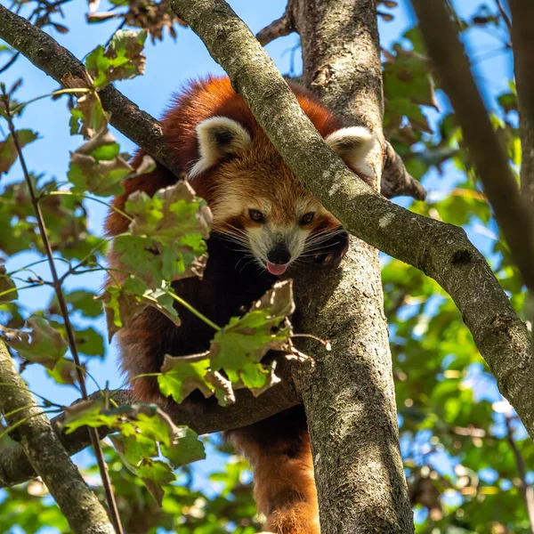 Der Rote Panda Ailurus Fulgens Auch Der Kleine Panda Und — Stockfoto