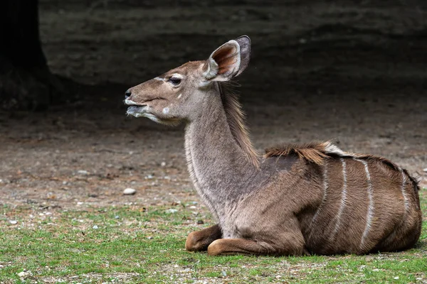 Das Gemeinsame Land Taurotragus Oryx Auch Bekannt Als Das Südliche — Stockfoto