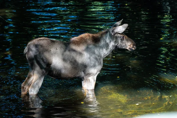 Orignal Europe Alces Alces Également Connu Sous Nom Wapiti Animaux — Photo