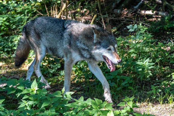 Canis Lupus 也被称为灰狼或木材狼 是原产于欧亚和北美荒野和偏远地区的一种犬种 — 图库照片