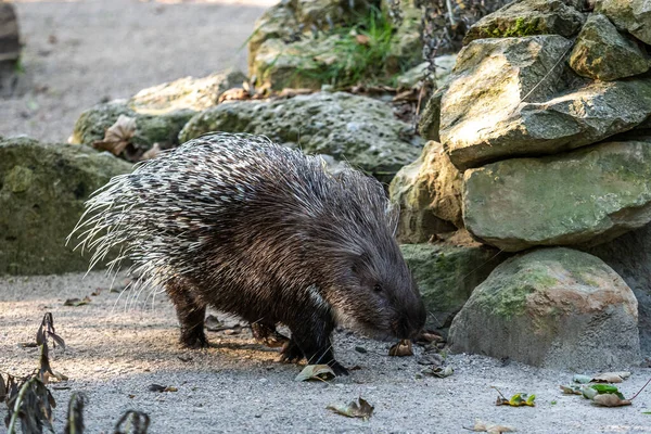 Hystrix Indica Een Zoogdier Uit Familie Van Stekelvarkens Hystricidae — Stockfoto