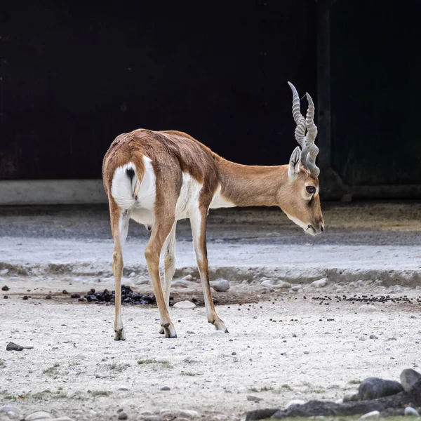 Blackbuck Indiano Antelope Cervicapra Antilope Indiana Blackbuck Abita Pianure Erbose — Foto Stock