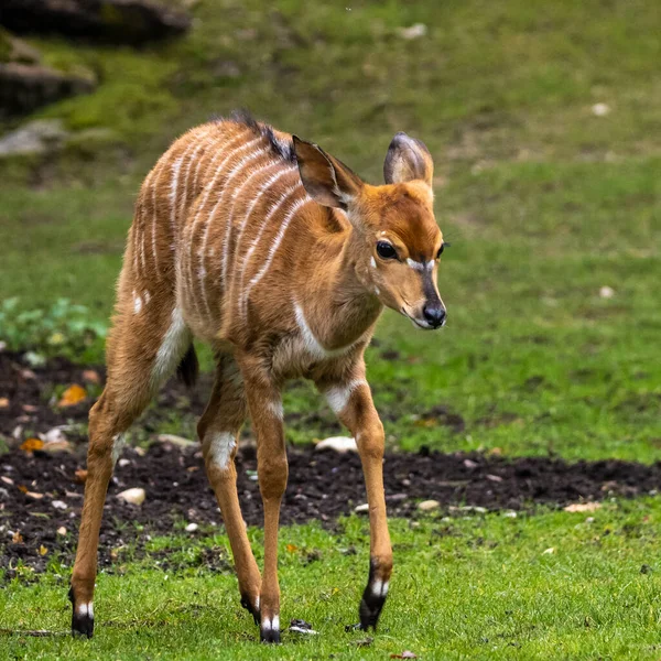 Jeune Bébé Nyala Tragelaphus Angasii Est Une Antilope Cornes Spirales — Photo