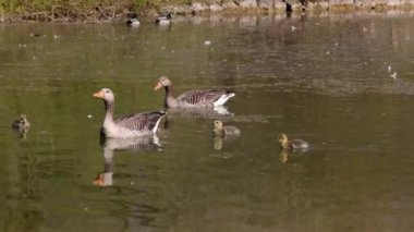 Küçük bebekleri olan gri lag kazları ailesi. Gri-lag kaz, Anser anser, Anatidae familyasından bir kaz türü.