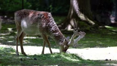 Fallow deer, Dama mezopotamya, Cervidae familyasından bir memeli türü..