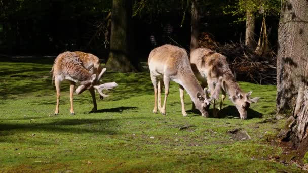 Fallow Deer Dama Mesopotamica Ruminant Mammal Belonging Family Cervidae — Stock Video