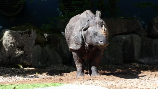 Indische Neushoorn Rhinoceros Unicornis Een Zangvogel Uit Familie Rhinocerotidae Neushoorns — Stockvideo