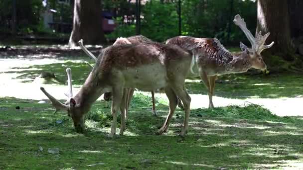 Der Damhirsch Dama Mesopotamica Ist Ein Wiederkäuendes Säugetier Aus Der — Stockvideo