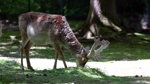 Fallow Deer Dama Mezopotamya Cervidae Familyasından Bir Memeli Türü — Stok video