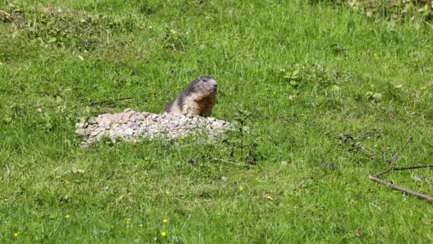 アルパイン マルモット Alpine Marmot Marmota Marmota 中央ヨーロッパと南ヨーロッパの山岳地帯で見られるマルモットの一種である — ストック動画