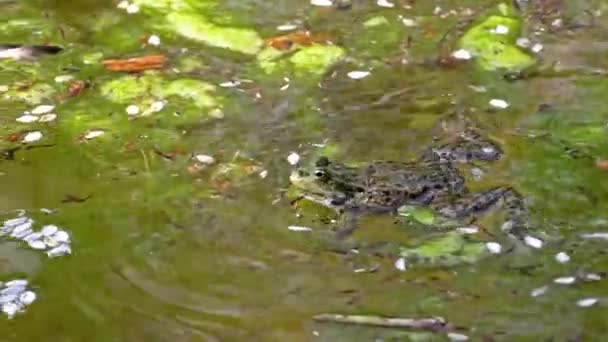 Обыкновенная Лягушка Rana Temporaria Одинокая Рептилия Квакающая Воде Известная Европейская — стоковое видео