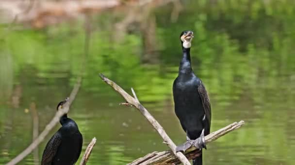 Gran Cormorán Phalacrocorax Carbo Conocido Como Gran Cormorán Negro Todo — Vídeos de Stock