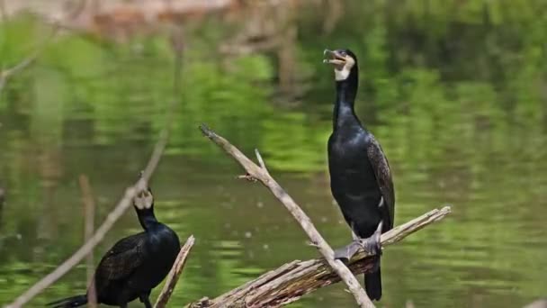 Grande Corvo Marinho Phalacrocorax Carbo Conhecido Como Grande Corvo Marinho — Vídeo de Stock