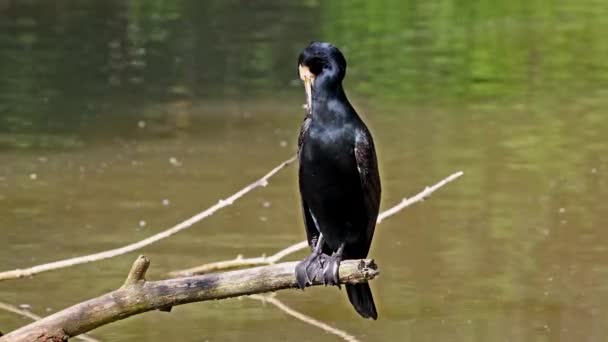 Grande Corvo Marinho Phalacrocorax Carbo Conhecido Como Grande Corvo Marinho — Vídeo de Stock