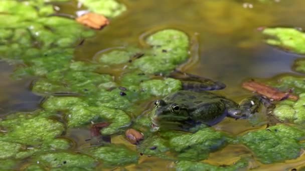 常见的青蛙 Rana Temporaria 单头爬行动物在水中的叫声 也被称为欧洲常见的青蛙或欧洲的草蛙 是一种半水栖两栖动物 属于Ranidae科 — 图库视频影像