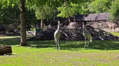 Sarus vinci, Grus antigone Hindistan 'ın Güneydoğu Asya ve Avustralya' nın bazı bölgelerinde bulunan büyük bir göçmen olmayan turnadır.. 