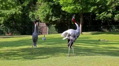 Sarus vinci, Grus antigone Hindistan 'ın Güneydoğu Asya ve Avustralya' nın bazı bölgelerinde bulunan büyük bir göçmen olmayan turnadır.. 