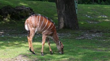 Nyala, Tragelaphus angasii Güney Afrika 'ya özgü spiral boynuzlu bir antiloptur. Bovidae familyasından ve Nyala familyasından, Tragelaphus familyasından bir türdür..