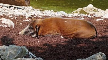 Kızıl nehir domuzu, Potamochoerus porcus, ayrıca çalı domuzu olarak da bilinir. Bu domuzun yer altında yiyecek bulmak için keskin bir koku alma duyusu var..
