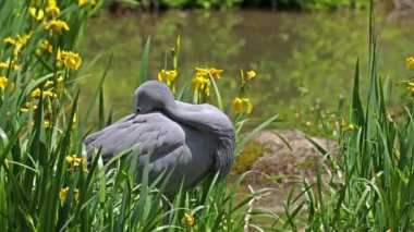 Grus paradisea, Güney Afrika 'ya özgü nesli tükenmekte olan bir kuş türü. Güney Afrika 'nın ulusal kuşudur.