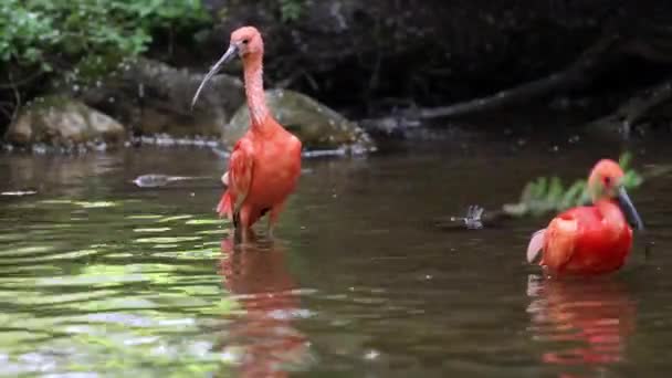 Червоний Ібіс Рубіновий Евдоцит Птах Родини Threskiornithidae Захоплюється Червоним Забарвленням — стокове відео