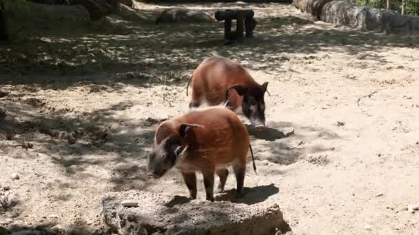 Κόκκινο Γουρούνι Του Ποταμού Potamochoerus Porcus Επίσης Γνωστή Γουρούνι Θάμνος — Αρχείο Βίντεο