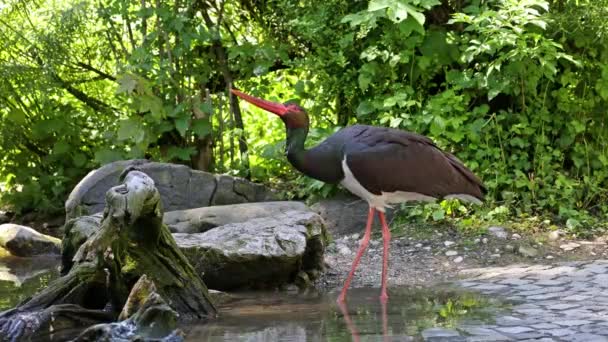 Cegonha Negra Ciconia Nigra Aves Grandes Família Das Cegonhas Ciconiidae — Vídeo de Stock