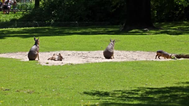 Patagonian Mara Dolichotis Patagonum Ces Grands Parents Cobayes Sont Communs — Video