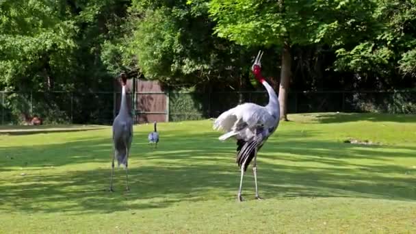Sarus Crane Grus Antigone Large Non Migratory Crane Found Parts — Stock Video