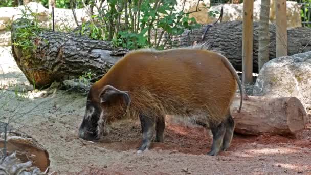 Cerdo Rojo Del Río Potamochoerus Porcus También Conocido Como Cerdo — Vídeo de stock