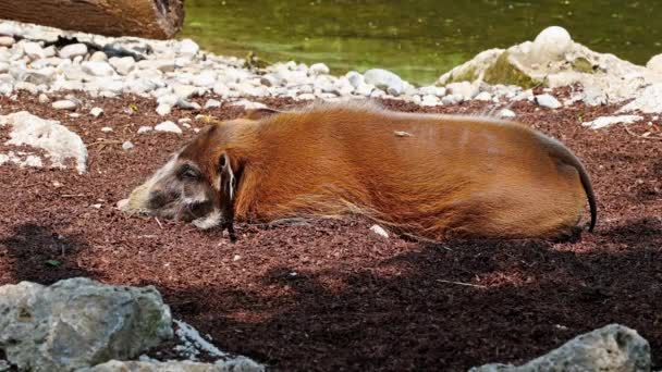 レッド川の豚 Potamochoerus ブッシュ豚として知られる この豚は地下の食べ物を見つけるために臭いの鋭い感覚を持っています — ストック動画