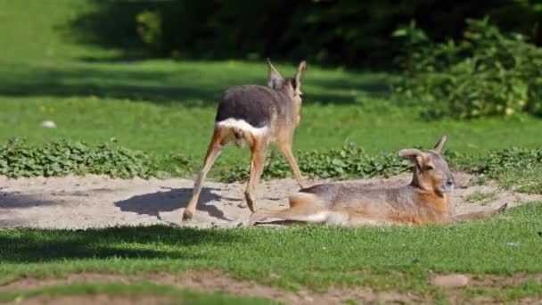 Patagoniskt Mara Dolichotis Patagonum Dessa Stora Släktingar Till Marsvin Vanliga — Stockvideo