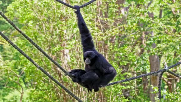 Siamang Symphalangus Syndactylus Arboreální Gibbon Černou Srstí Původem Lesů Malajsie — Stock video