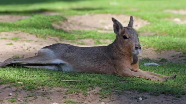 Patagonian Mara Dolichotis Patagonum Ces Grands Parents Cobayes Sont Communs — Video