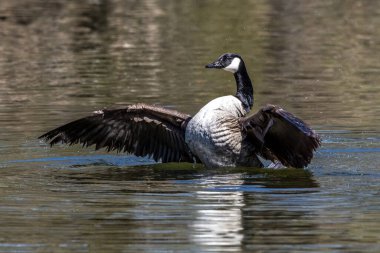 Kanada Kaz Kaz, Branta Kanadensis Almanya 'da Münih yakınlarında bir gölde. Siyah kafası ve boynu olan bir kaz, yüzünde beyaz lekeler ve kahverengimsi gri bir vücut..