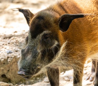 Kızıl nehir domuzu, Potamochoerus porcus, ayrıca çalı domuzu olarak da bilinir. Bu domuzun yer altında yiyecek bulmak için keskin bir koku alma duyusu var..