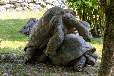 Aldabra dev kaplumbağa, Curieuse Deniz Ulusal Parkı, Curieuse Adası, Seyşeller