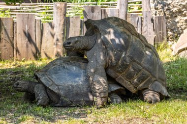 Aldabra dev kaplumbağa, Curieuse Deniz Ulusal Parkı, Curieuse Adası, Seyşeller