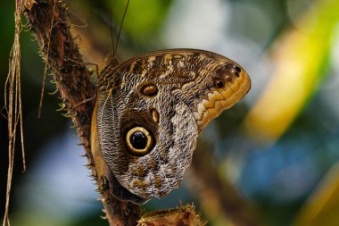 Baykuş kelebeği, caligo eurilochus. Botanik bahçesindeki güzel kahverengi kelebek.