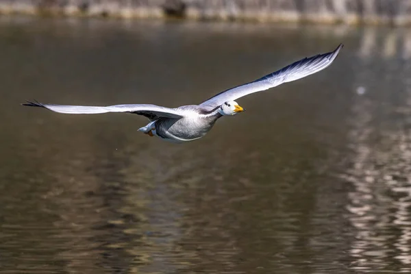 Ganso Cabeça Bar Voando Sobre Lago Munique Anser Indicus Reproduz — Fotografia de Stock