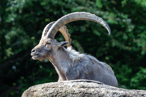 Male mountain ibex - capra ibex sitting on a rock in a German park