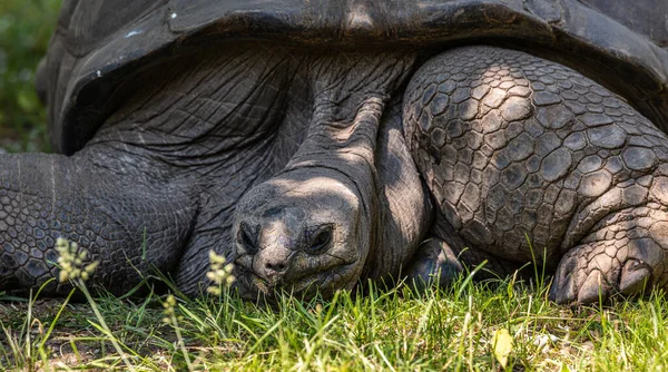 Aldabra Giant Tortoise Curieuse Marine National Park Curieuse Island Seychelles — Stock Photo, Image