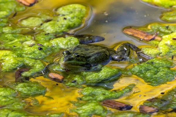 Żaba Zwyczajna Rana Temporaria Pojedynczy Gad Chrząkający Wodzie Znana Również — Zdjęcie stockowe
