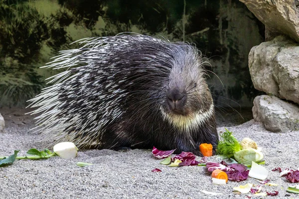 Hystrix Indica Een Zoogdier Uit Familie Van Stekelvarkens Hystricidae — Stockfoto