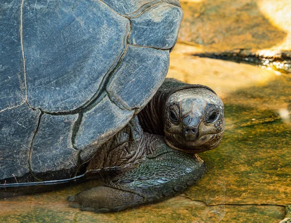 Aldabra Giant Tortoise Εθνικό Θαλάσσιο Πάρκο Curieuse Νήσος Curieuse Σεϋχέλλες — Φωτογραφία Αρχείου